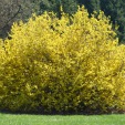 Northern Lights Forsythia